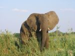 Elephant, Zambezi