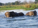 Elephants, Zambezi